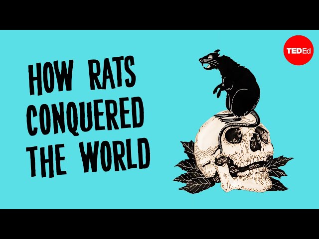 The Intriguing History of Rats and Their Relationship with Humans ...