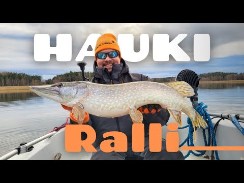 Useita ja isompia [ Hauen kalastusta syksyllä merellä ]