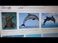 The New Alphabet Animal Song