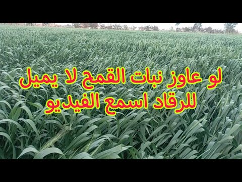 , title : 'أضرار الرياح علي القمح و ٥ معاملات المزارع لو نفذها القمح لن يميل للرقاد'