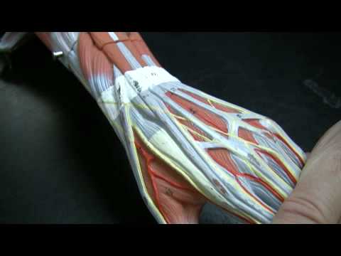 Muscles and Tendons of the Forearm pt 1