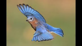 West Genesee Bird Cam live webcam