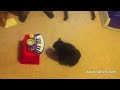 Clicker Trained Cat: 30 Amazing Cat Tricks Clicker Trained Cat: 30 Amazing Cat Tricks