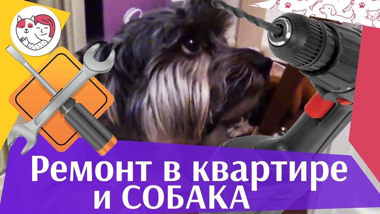 4 совета, как обезопасить собаку во время ремонта на ilikepet