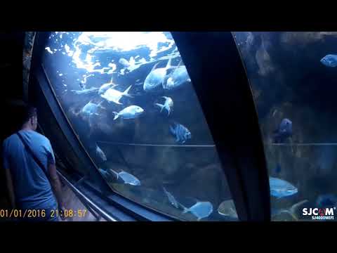 acquario di cattolica