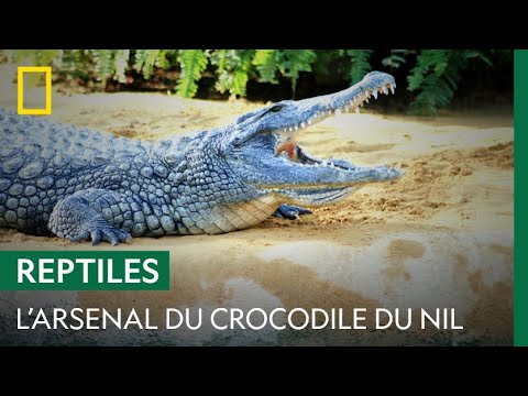 Le crocodile du Nil et son arsenal taillé pour la chasse à l'affût