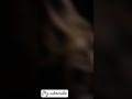 Dua Maya Maratha Marathulla Mayee Short Video