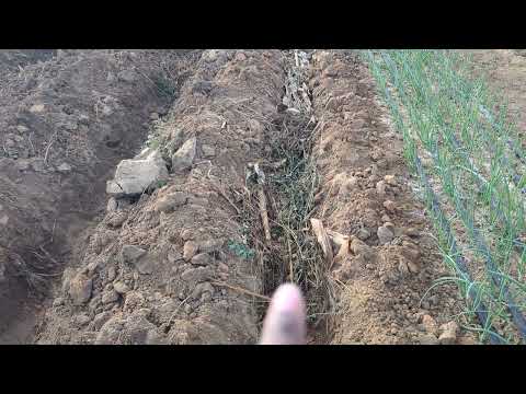 TOMATO LAND PREPARATION -PART 1