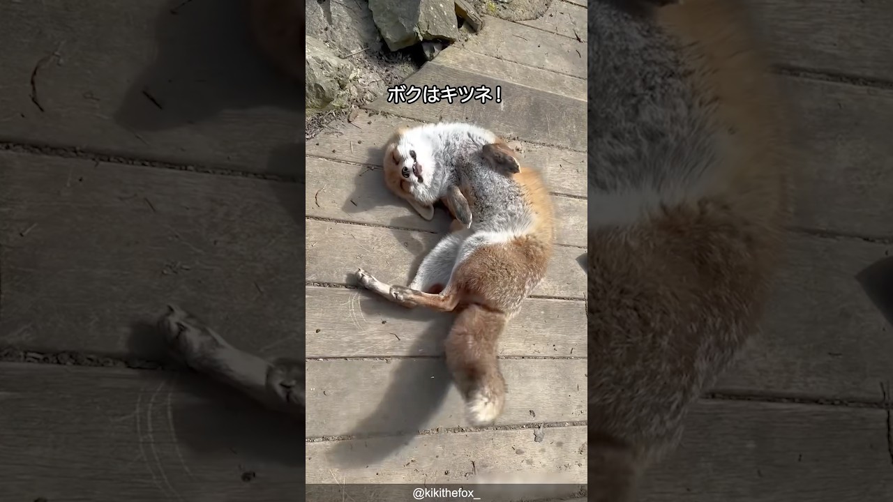 【イヌ科】キツネの可愛さがわかる1分解説