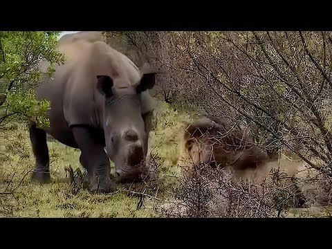 Male lion refuses to be intimidated by a rhino until the rhino gets mad