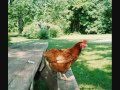 Cluck Ole Hen~~Kris Delmhorst.