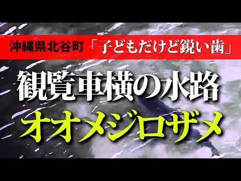 沖縄・北谷町の水路にオオメジロザメ（ニュース）