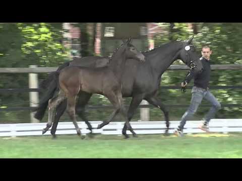 Hf v Rock Forever x Stalypso