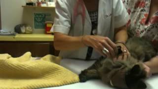 preview picture of video 'Bella visits the Vet'