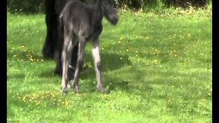 preview picture of video 'Fell-Pony Emily´s erster Ausflug.WMV'