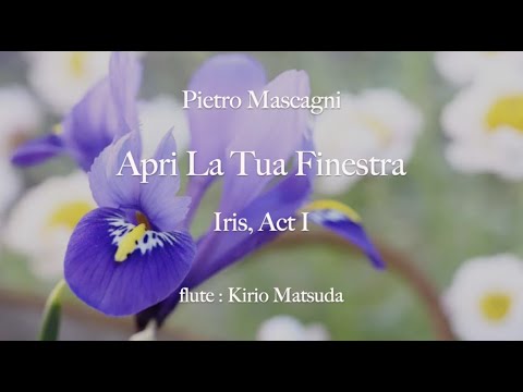 Apri La Tua Finestra from Iris, Act I (Pietro Mascagni) flute : Kirio Matsuda