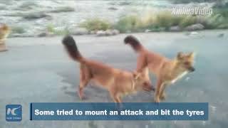 Thrilling encounter! Chinese rangers surrounded by pack of wild jackals