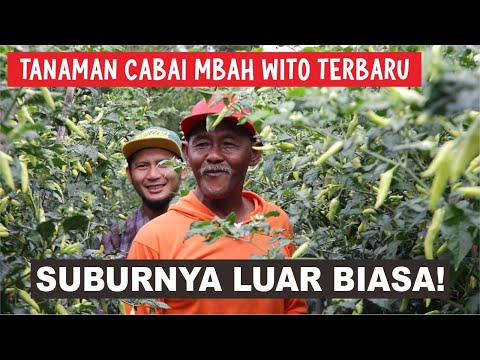 Mbah Wito's chili plants failed to harvest. Here are the facts... ??
