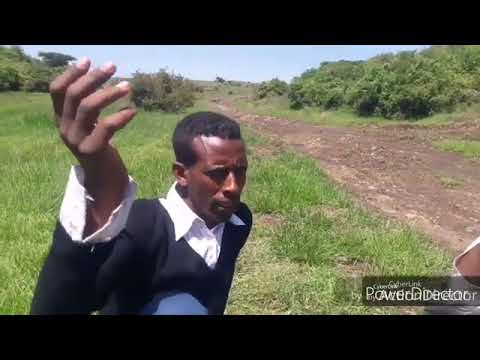 ayyii jirenya baqattumma ilman oromo subscribe godhuu hin dagatinaa