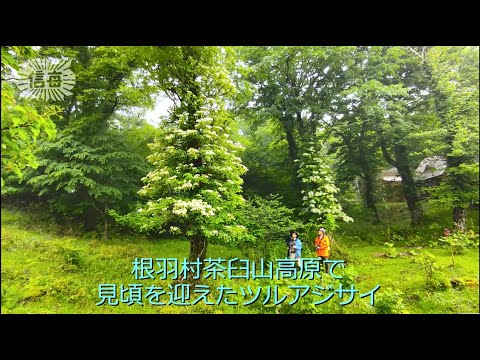 アジサイ・ペティオラリス、つる性アジサイ