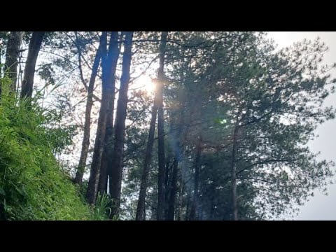 KUBURAN BAND FUFUFAFA,LAGU KUBURAN BAND TAK DI BERI TULANG LAGI, SLANK REPUBLIK FUFUFAFA