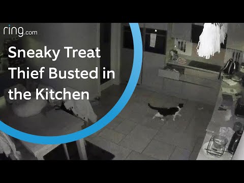 Watch This Sneaky Cat Steal His Treats From the Kitchen Drawer | Ring TV