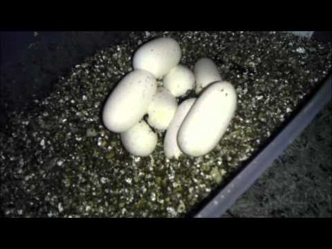 YouTube Video pueiSNAIlss