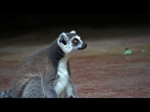 DEAD IBOLYA - Guala Blanca (FELKAVARÓ KÉPSOROK)