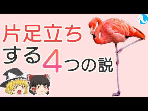 フラミンゴはなぜ片足で立つのですか?