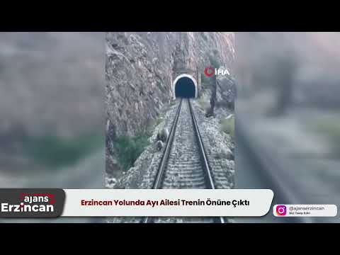 Erzincan Yolunda Ayı Ailesi Trenin Önüne Çıktı
