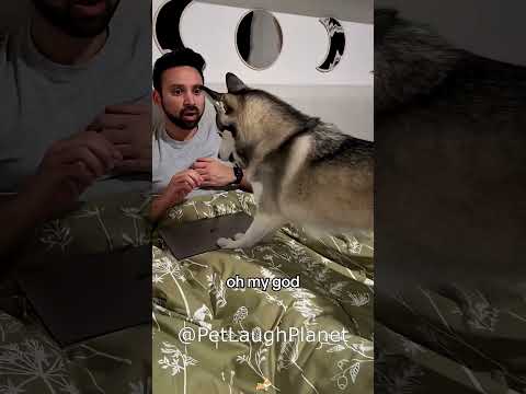 MOMENTOS MÁS GRACIOSOS DE PERROS l @PetLaughPlanet #doblaje ​#fyp #ranking #humor #dog