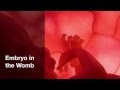 Rumi- Embryo in the Womb 