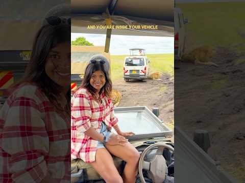 How come lions don’t attack safari vehicles?