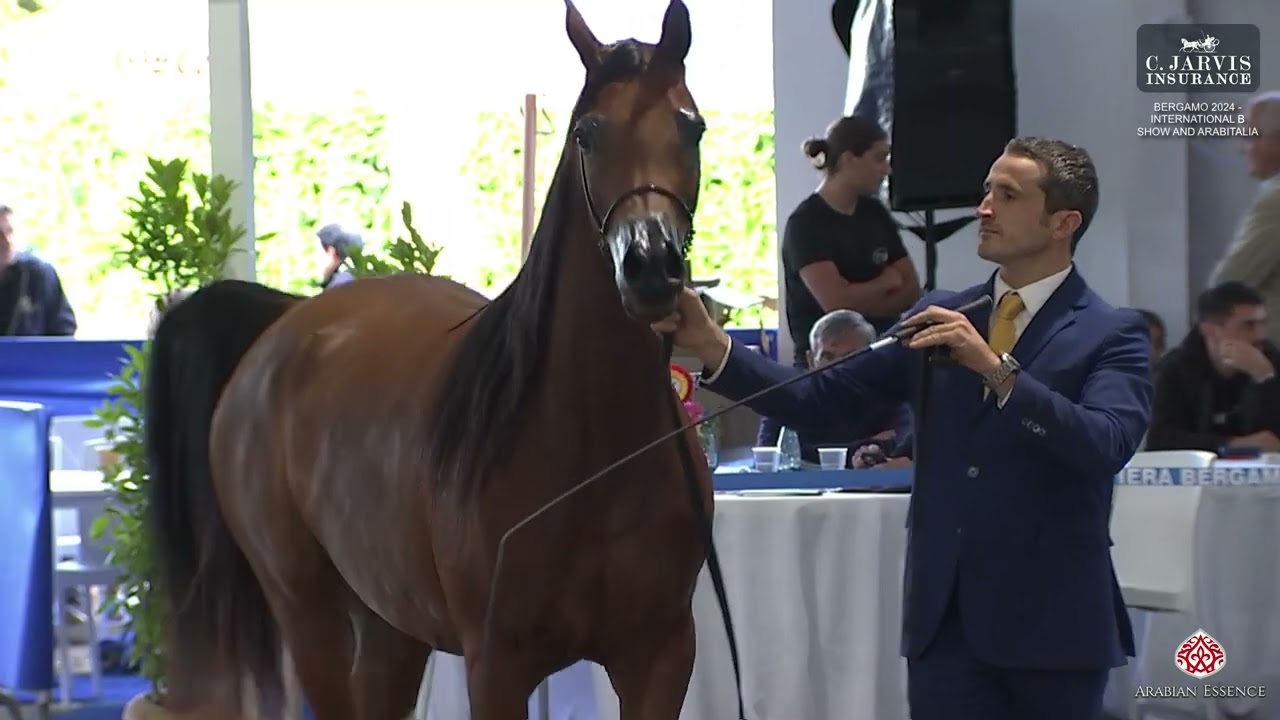 Bergamo 2024   Int  B Show      Class 8