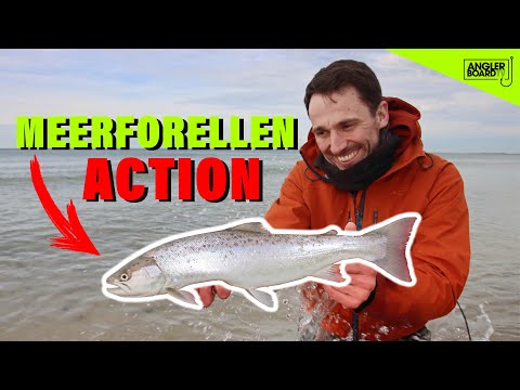 Meerforellenangeln in Mecklenburg-Vorpommern | Watangeln Ostsee | Tipps & Köder für Meerforelle