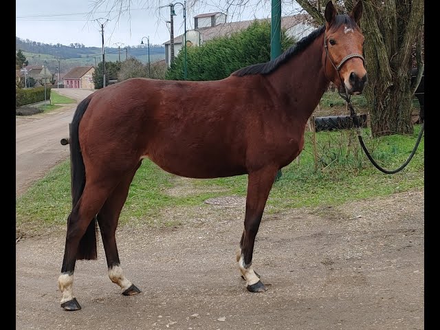 Jument, 4 ans, bai, 1.60 m