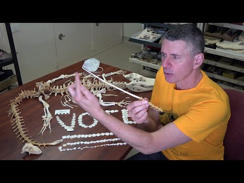 Random Act of Anatomy - alligator skeleton with tail pathology
