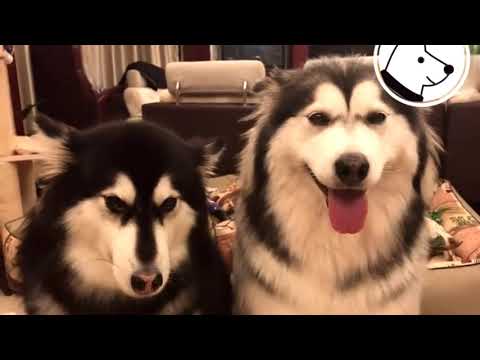 Sabotage dog｜Funny dog