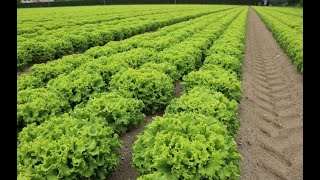 Reducing Heavy Metals Uptake by Lettuce from Contaminated Soils Using Organic and Inorganic