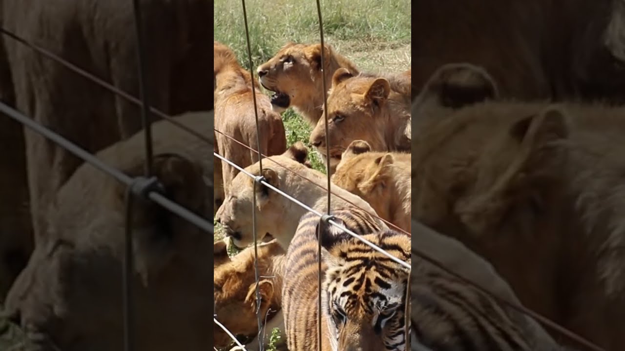 Audrey Delsink - What does animal sentience mean to you? part 1