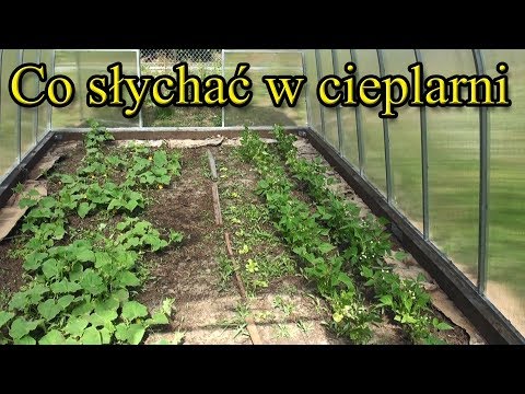 Ogrodowe pierdamony 23 - co słychać w cieplarni?