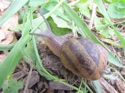 Hugo l'escargot