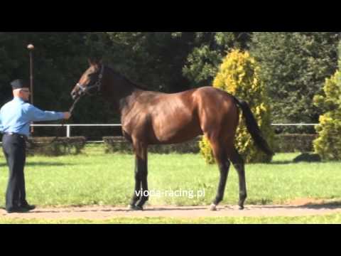 Himba (Fly to the Stars - Holly) ur.2010