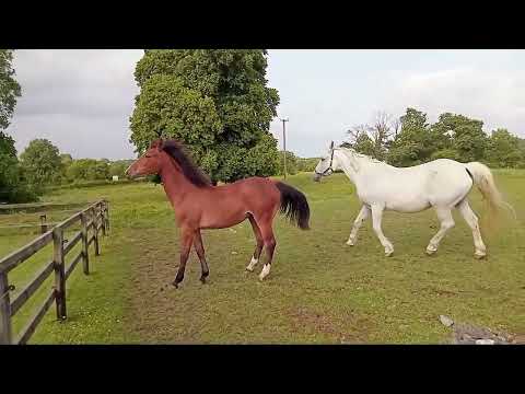 Horses - Image 2