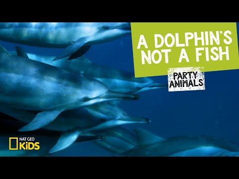 A Dolphin's Not a Fish | Party Animals