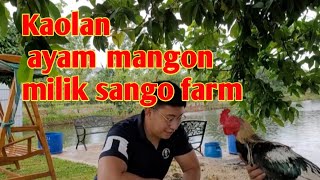 Download lagu Ayam mangon kaolan milik sango farm mp3