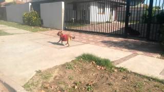 Perrita  corriendo a toda velocidad