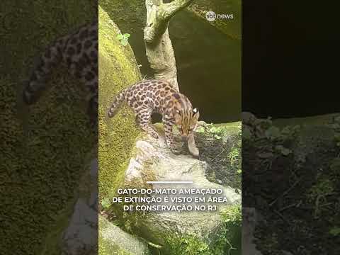 Gato-do-mato ameaçado de extinção é visto em área de conservação no RJ