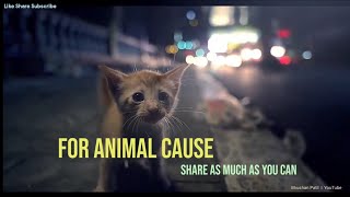 #Save Animals   For Stray Animal cause 🐇👣  W