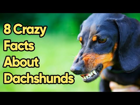 8 Crazy Facts About Dachshunds You Need To Know